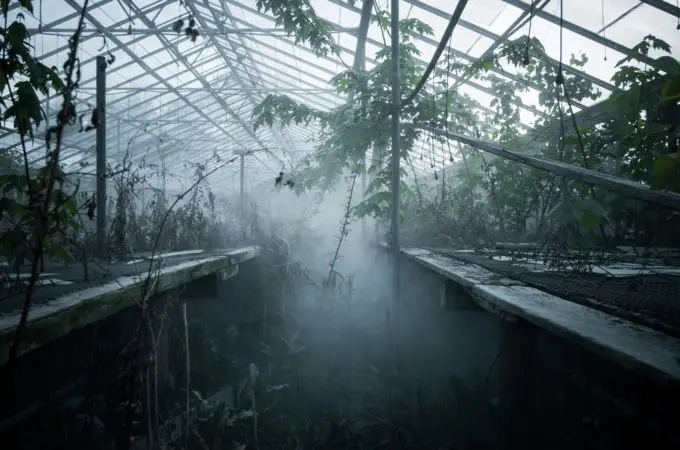 The Glass Forest