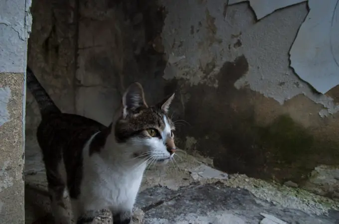 You'll Never Believe What Was Left Behind Inside These Abandoned Places! 😢