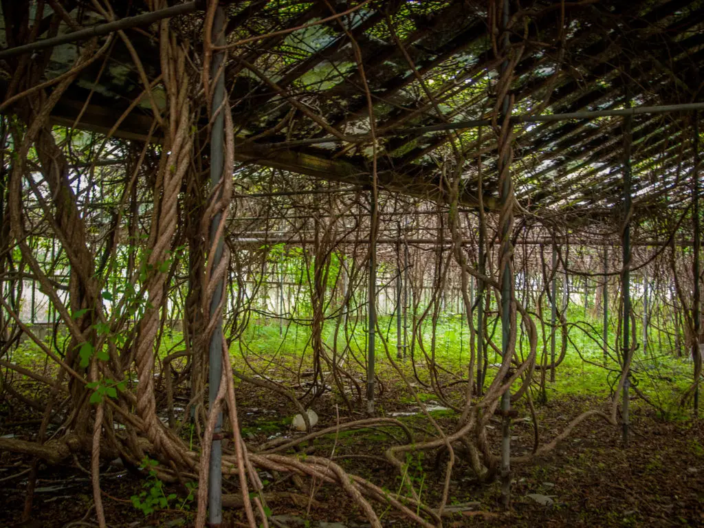 otto's abandoned greenhouse in ohio