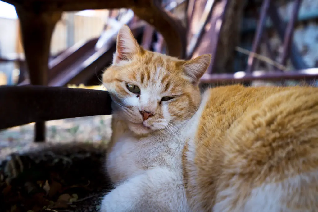 tired cat in Hackberry Arizona