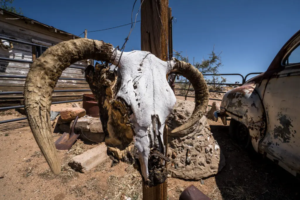 a skull in hackberry arizona
