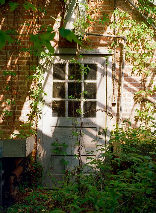A weathered wooden door with nine glass panes set in a brick wall, heavily overgrown with green vines and surrounding